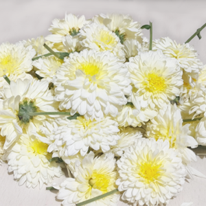 Pooja Flowers - Chrysanthemum White Flower – 250gm