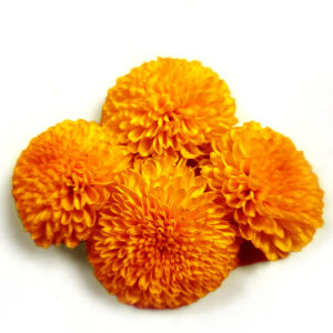 Pooja Flowers - Marigold Orange Flower (Gende Ka Phool)