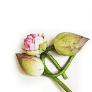 Pooja Flowers - Pink Lotus – Pair