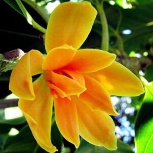 Pooja Flowers - Sampangi flower loose – 250gm