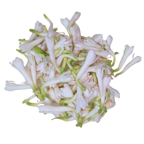 GetFlowersDaily - Tuberose Loose 250gm