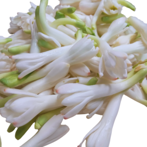 GetFlowersDaily - Tuberose Loose 250gm