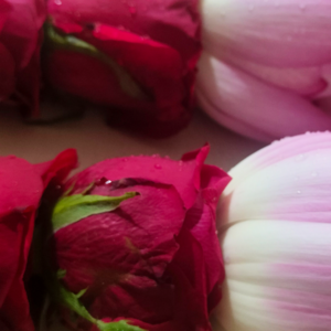 Pink Lotus & Red Rose